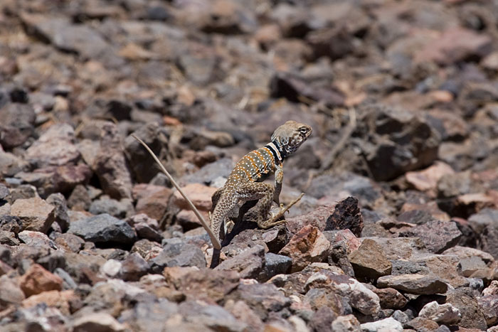 Coloured Lizard (Death Valley NP)