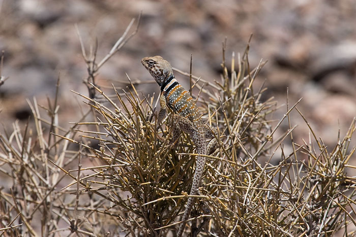 Coloured Lizard (Death Valley NP)