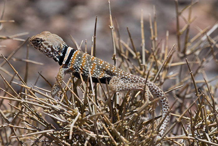 Coloured Lizard (Death Valley NP)