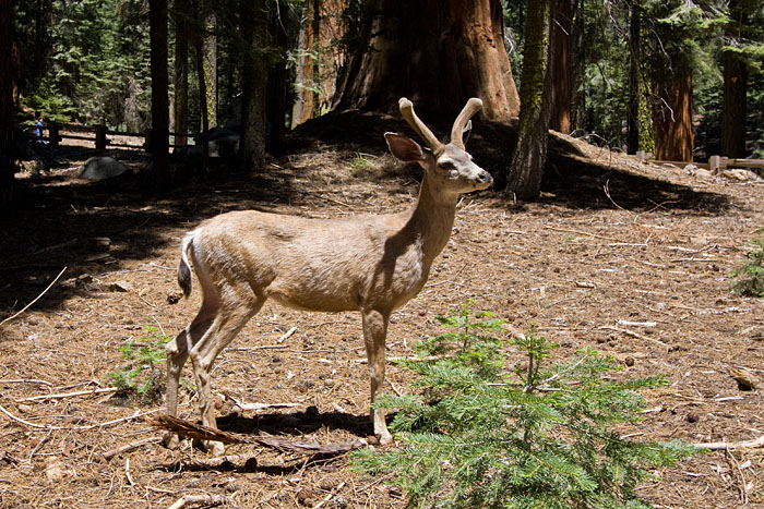 Hirsch (Sequoia NP)