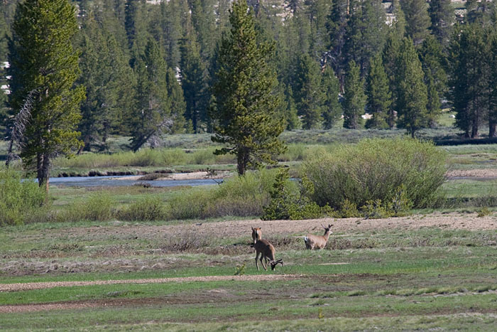 Hirsche (Yosemite NP)