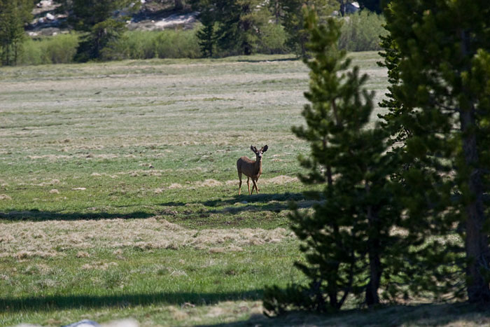 Hirsch (Yosemite NP)