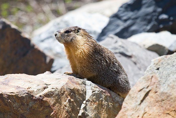 Murmeltier (Yosemite NP, Tioga Pass)