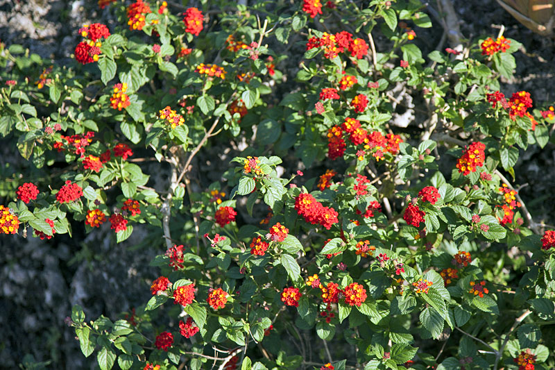 Überall leuchten farbige Blüten