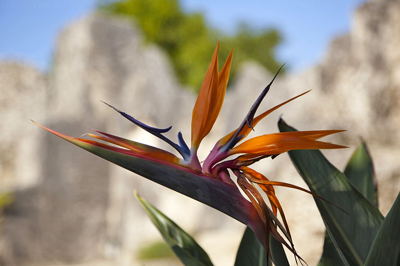 Eine Strelitzie (Strelitziaceae)