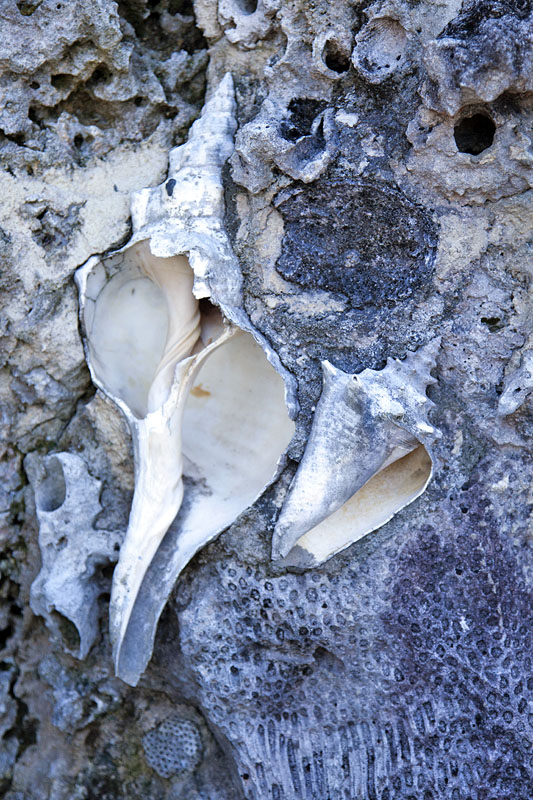 Einige Muscheln und Schnecken in der Korallenkalkwand