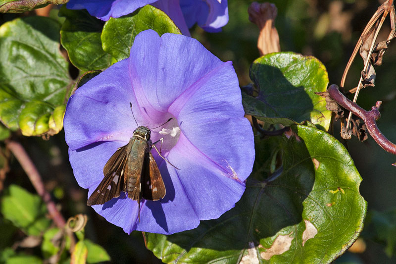 Blüte mit Gast