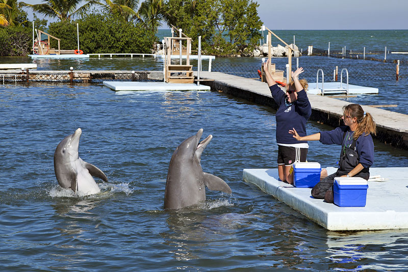 Dolphin Research Center auf den Keys