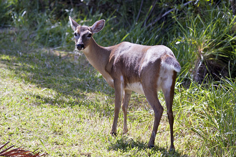 Das erste Key Deer