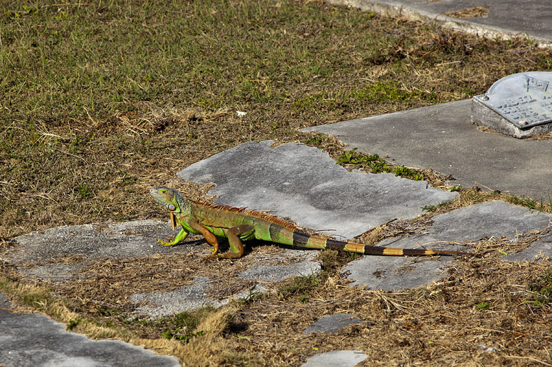 ... jede Menge Iguanas umher