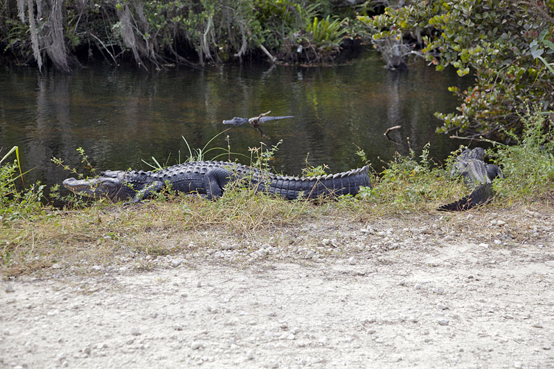 Gator-Pool