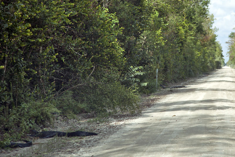 Aufgereiht, wie an einer Perlenkette, liegen die Gators an der Straße