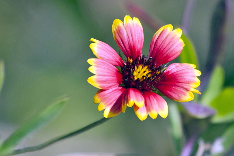 Indian blanket (Gaillardia pulchella): Kurzlebige Kokardenblume