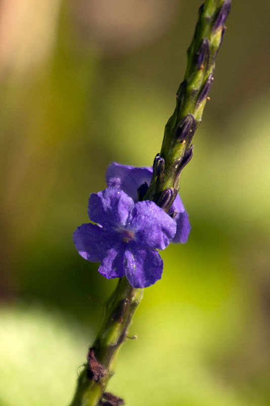 Schöne Blüten hat es hier auch