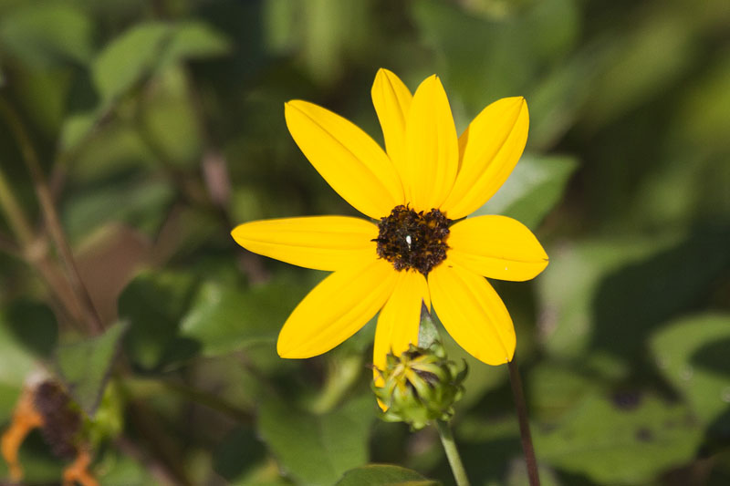 Swamp Sunflower (Helianthus angustifolius): Sumpf Sonnenblume