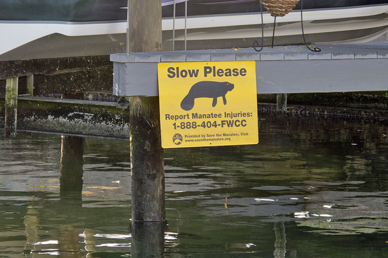 Bei soviel Menschen gibt es Regeln um die Manatees zu schützen