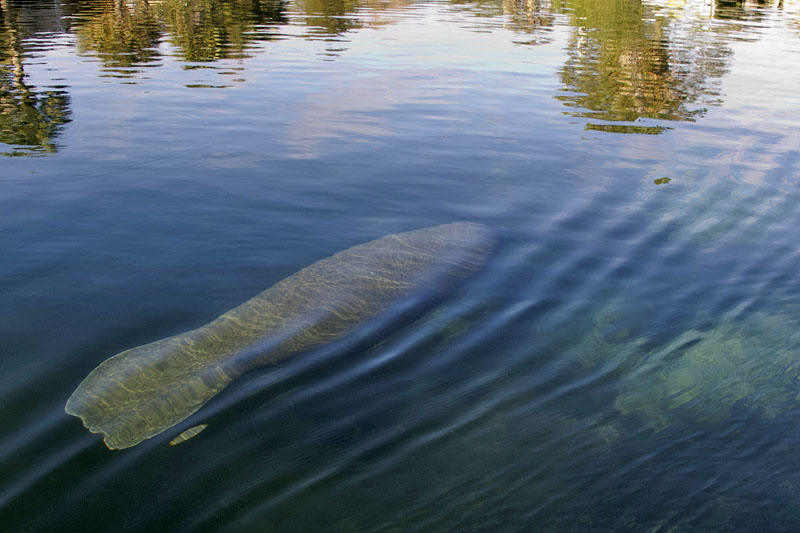 Da ist schon die erste Seekuh ...