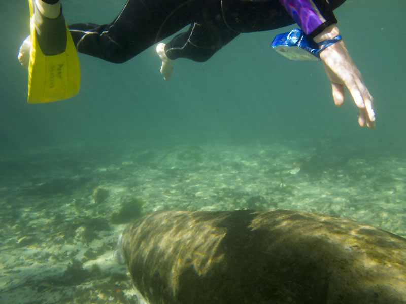 Hier schwimmt eine Seekuh unter uns hindurch