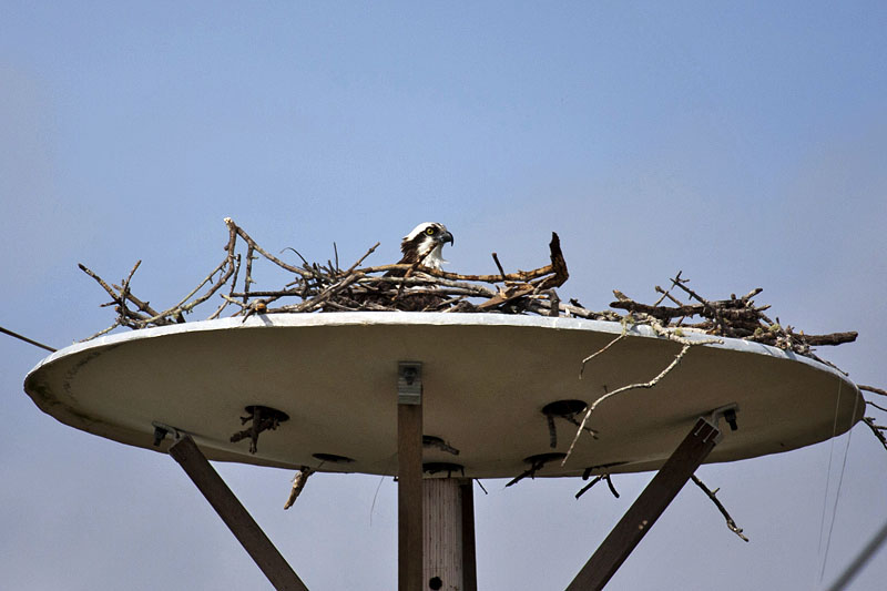 Über uns thront ein Fischadler in seinem (künstlichen) Nest