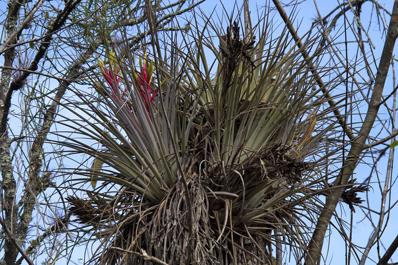 Epiphyten finden sich überall an den Ästen unds Stümpfen