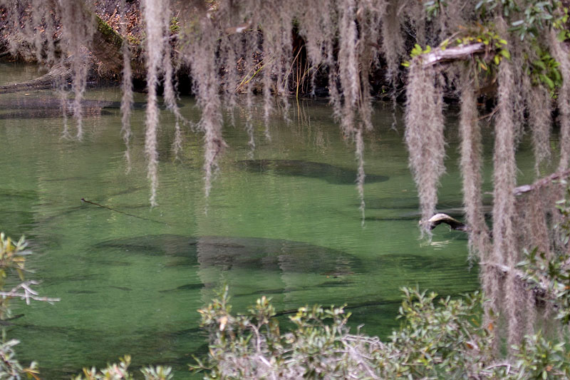 Manatees liegen im warmen Wasser