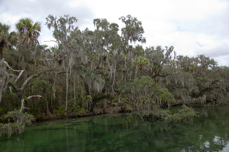 Die Bäume am Ufer sind übervoll mit Spanish Moss ...