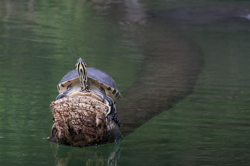 Überall sieht man die Schildkröten beim Sonnenbaden - obwohl diese durch Wolken verhangen ist