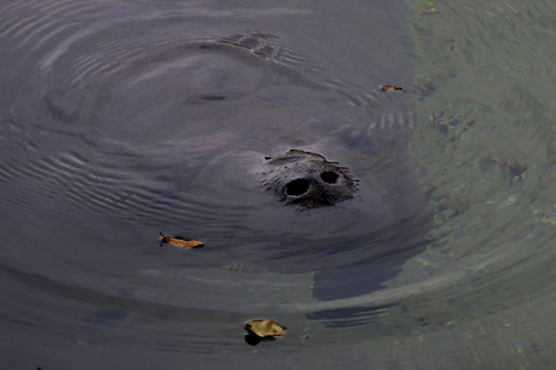 ... mehr muss dabei nicht aus dem Wasser herausschauen