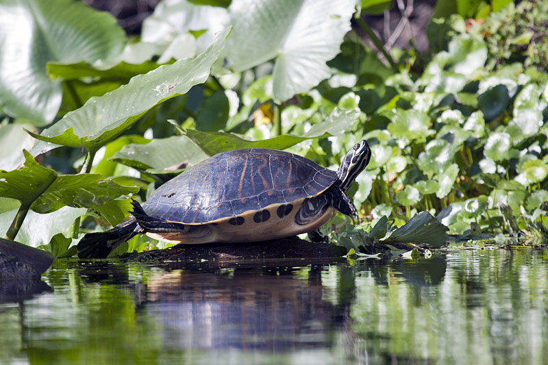 Hier gibt es überall Schildkröten