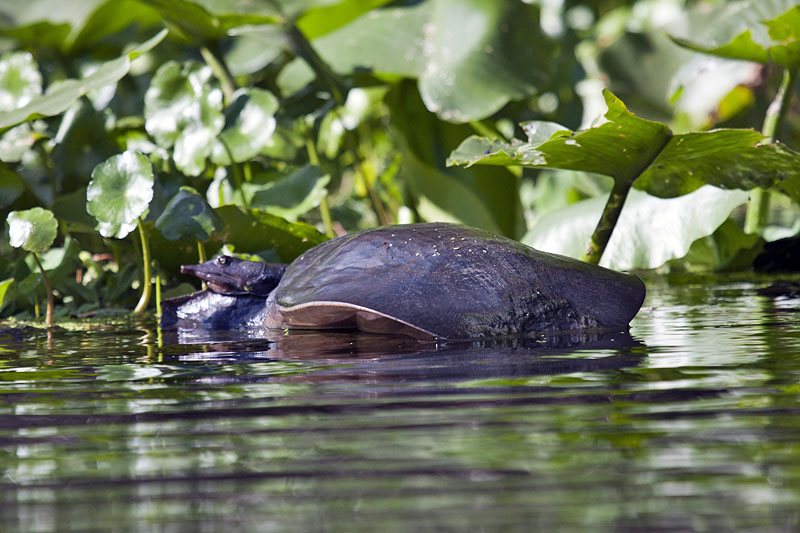 Sumpfschildkröte