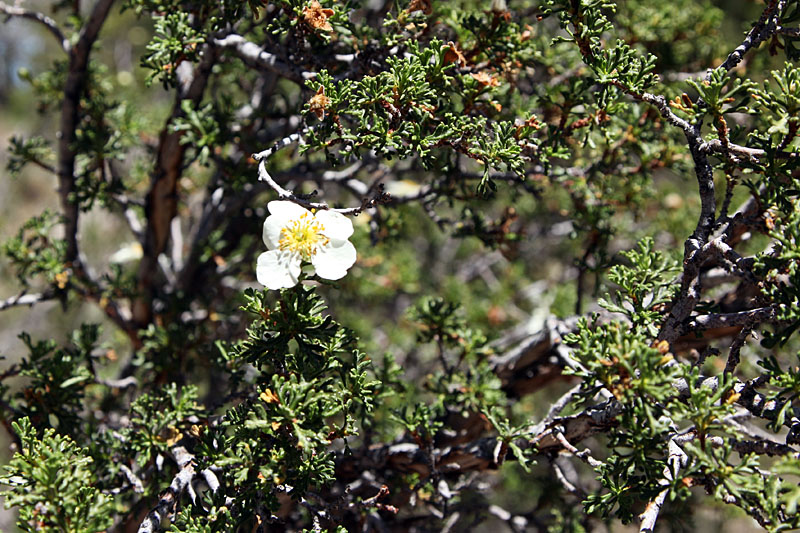 Cliffrose