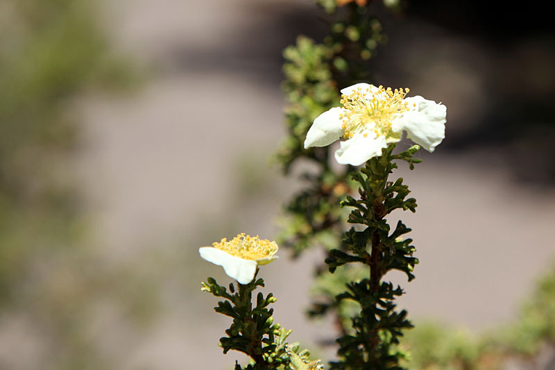 Cliffrose