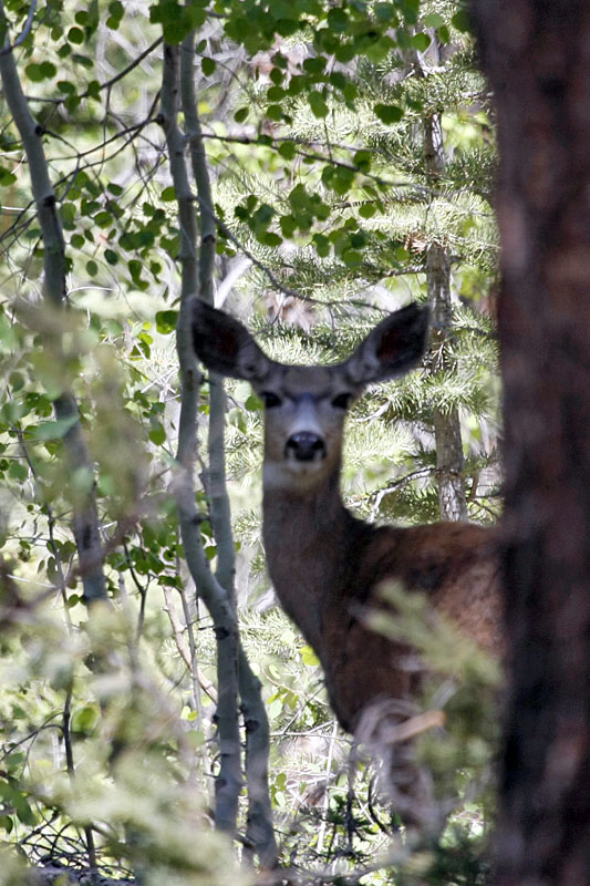 Im Wald stehen wir unter Beobachtung