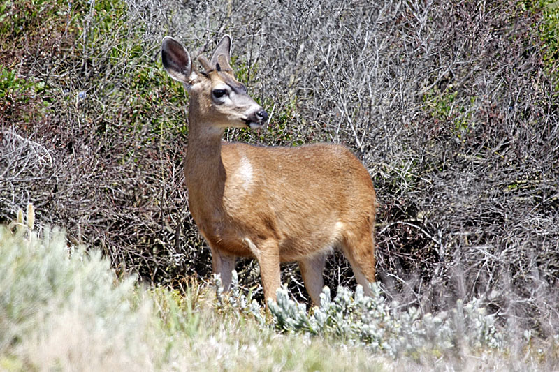 Die Tiere sind nur wenig scheu