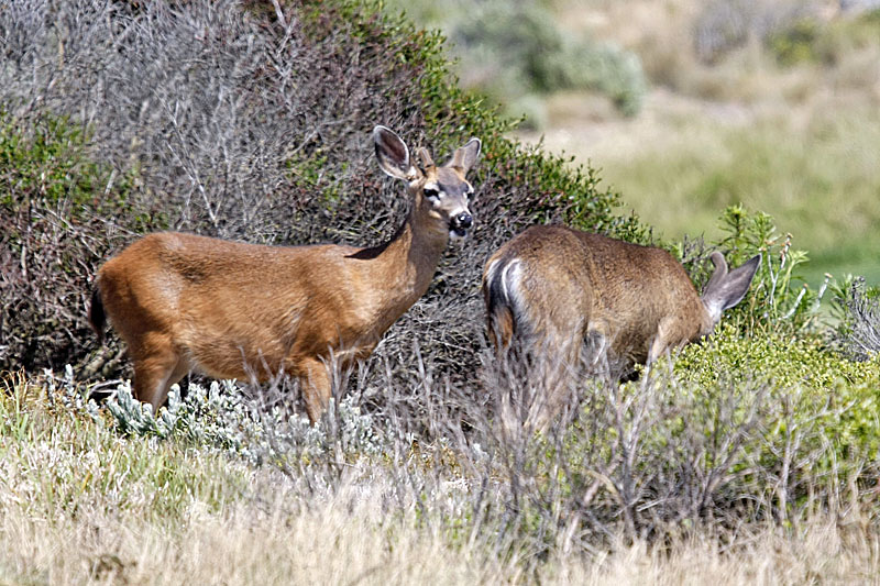 Das Rudel futtert sich langsam Richtung Golfplatz weiter