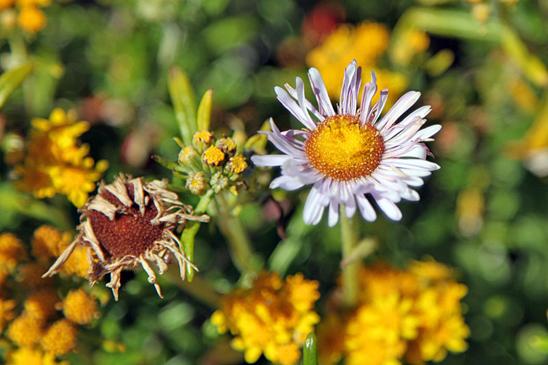 Wieder finden wir Blumen ...