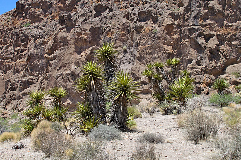 Hier sind die Yuccas größer, als im heimischen Wohnzimmer