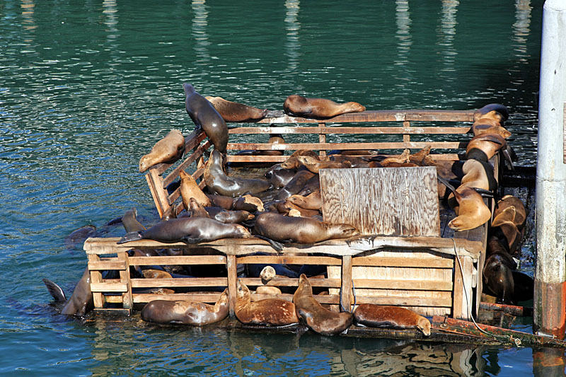 Auch in Monterey haben die Seelöwen ein Teil ihres Reiches zurück erobert