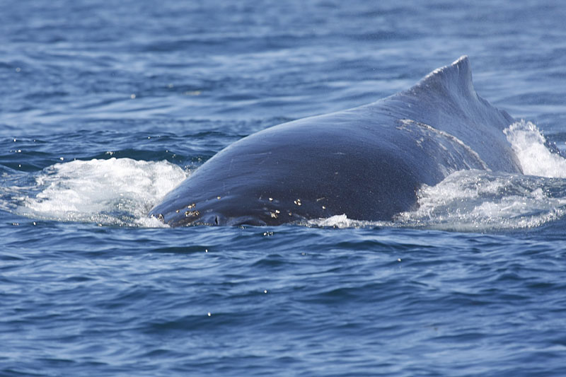 Manche Wale schwimmen ganz dicht ans Schiff heran