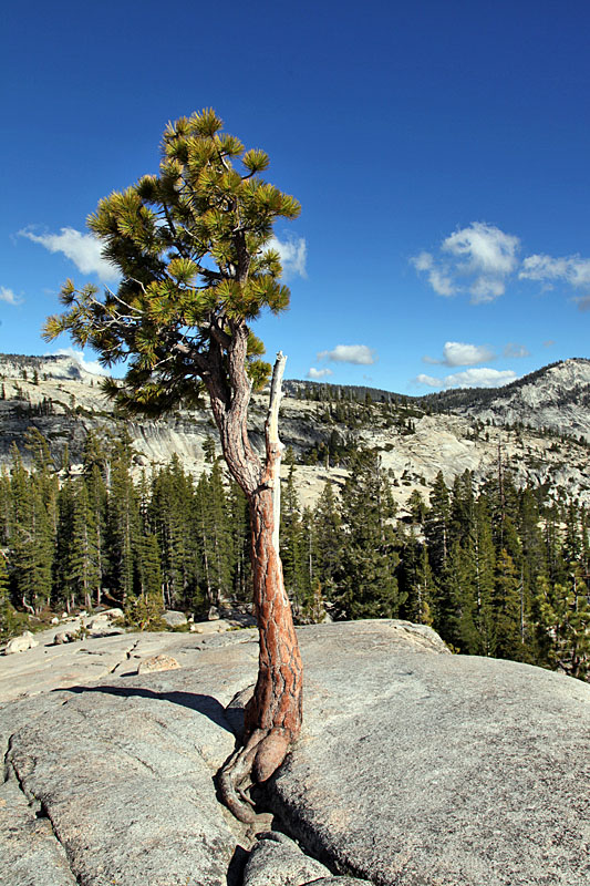 Da wächst ein Baum aus dem Stein