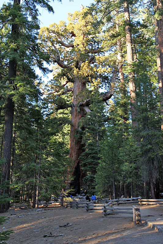 Die Stämme der Sequoias werden nach oben hin kaum dünner