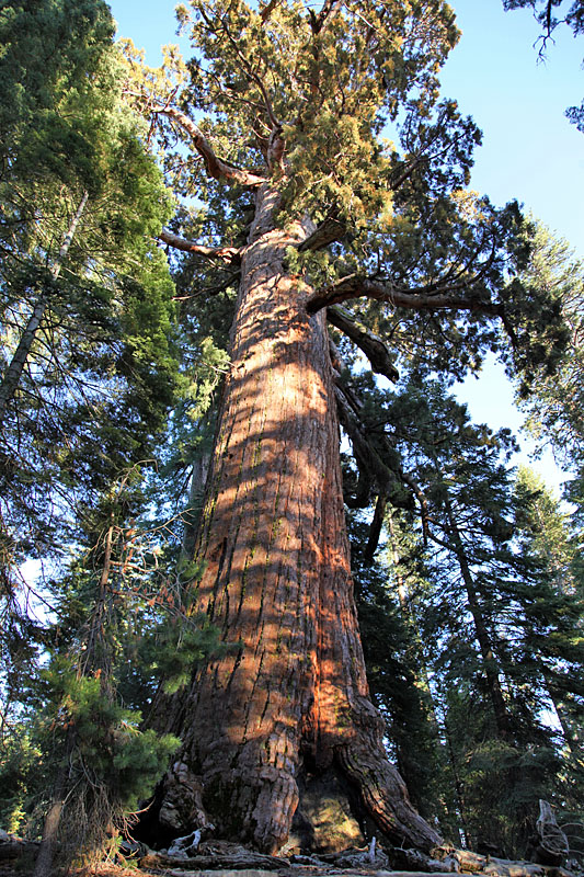 Hier wachsen die Sequoias: Mariposa Grove