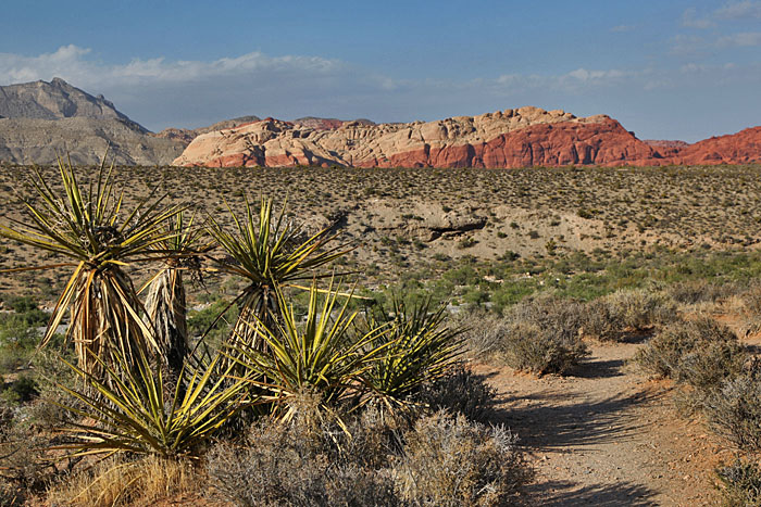 Yuccas vor roten Felsen