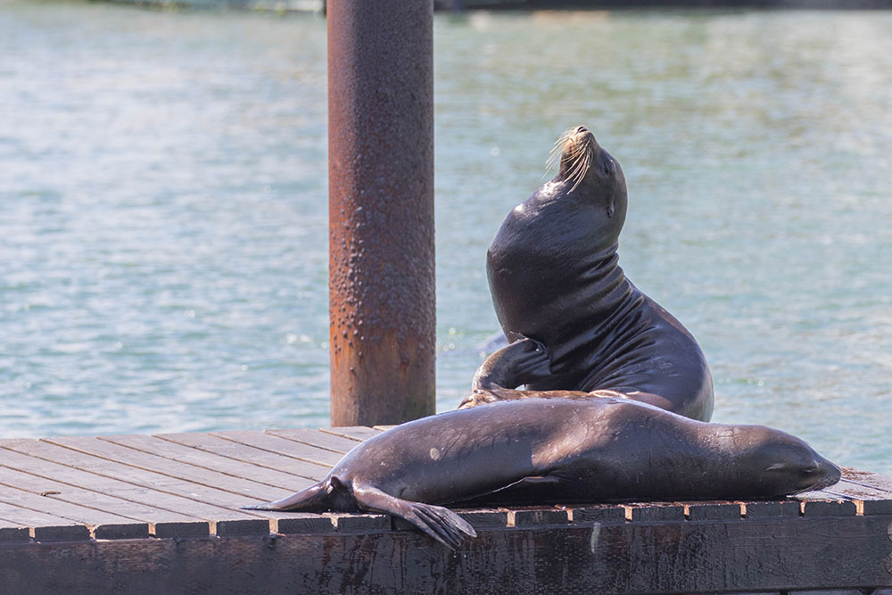 Bei den Seelöwen im Hafen