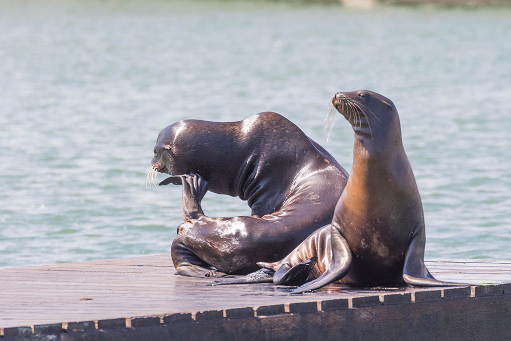 Bei den Seelöwen im Hafen