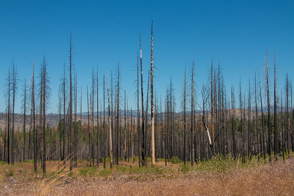 Reste eines Waldbrandes