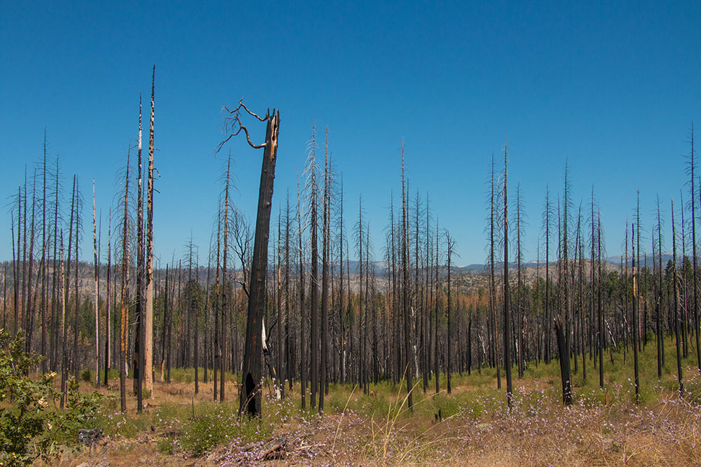 Reste eines Waldbrandes