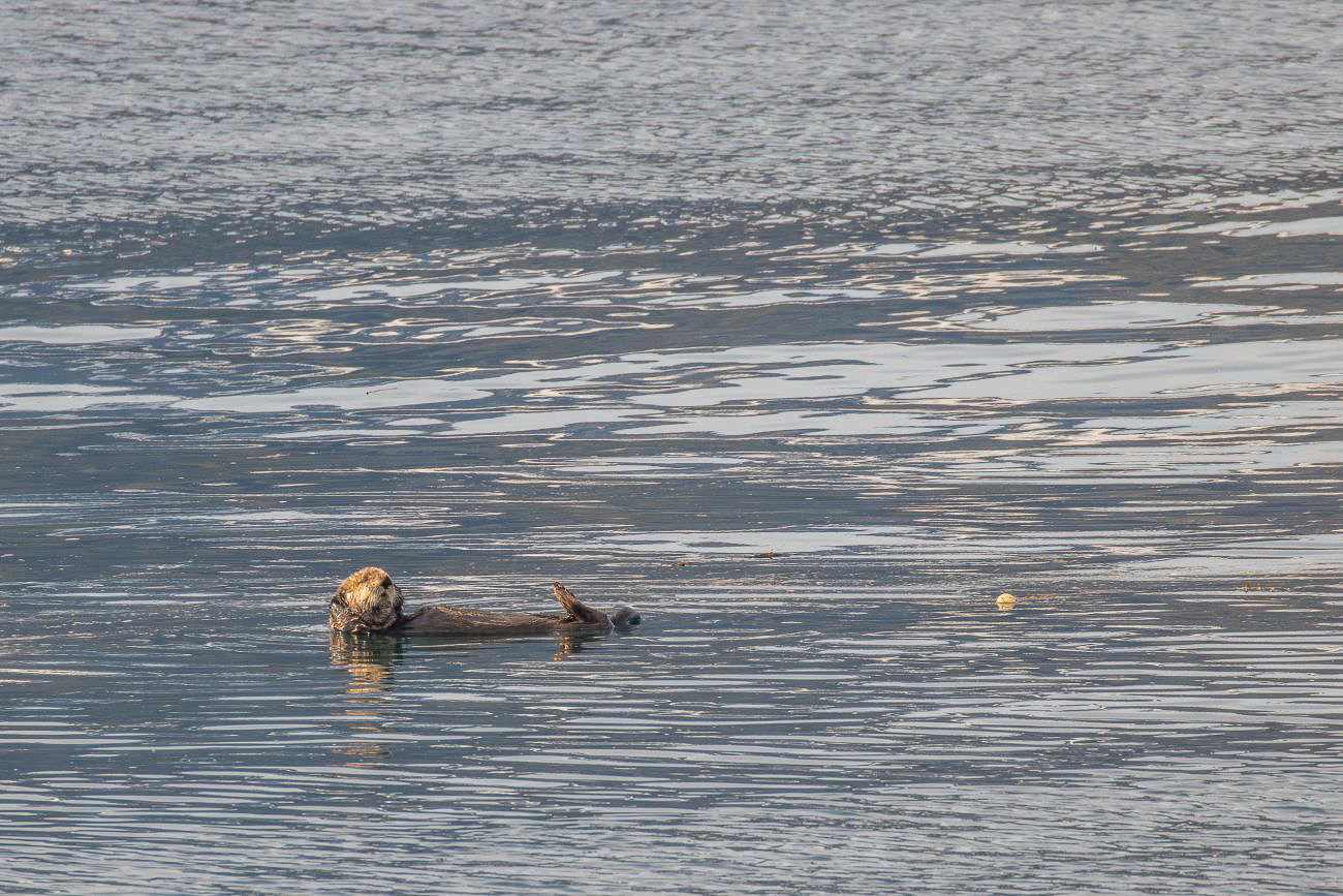 Auch hier schwimmen Seeotter ... 