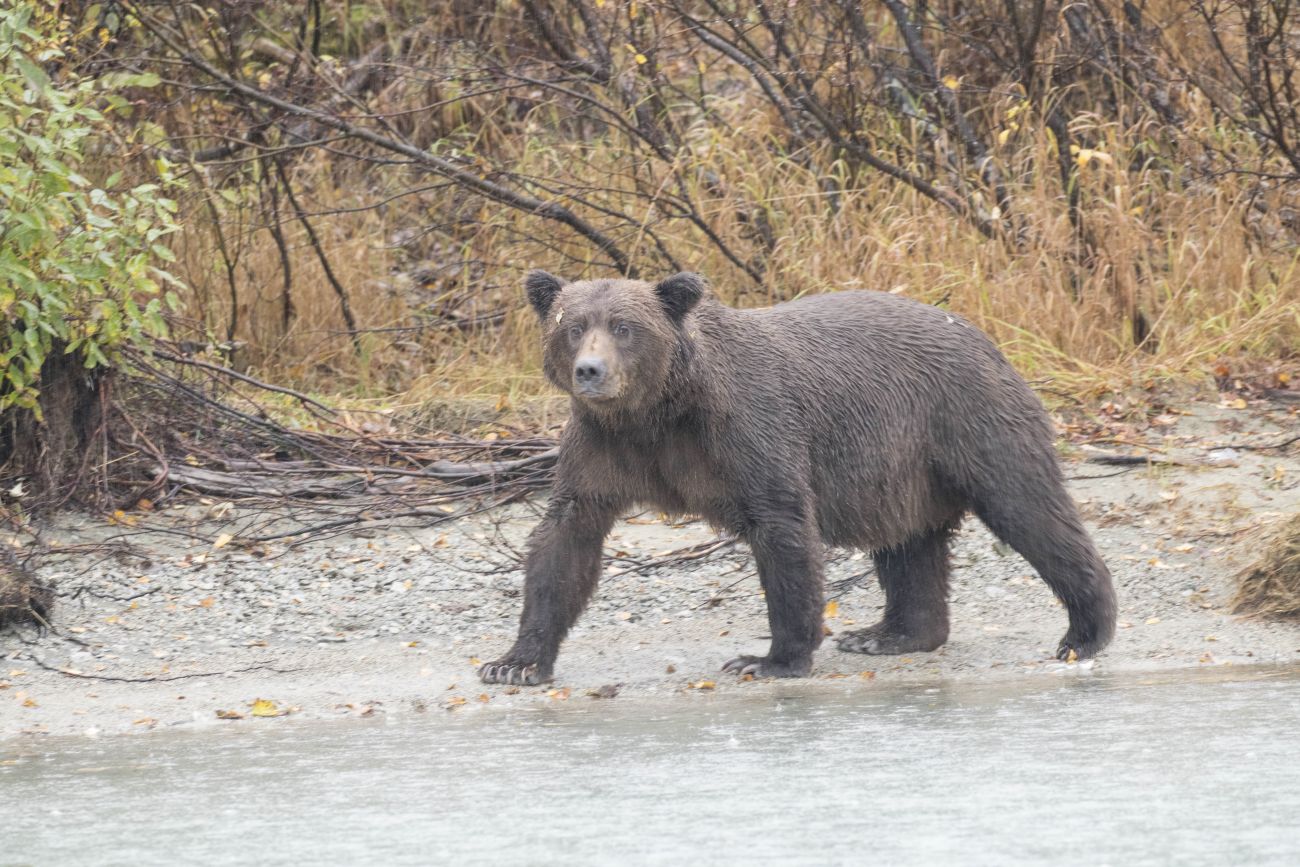 Grizzly
