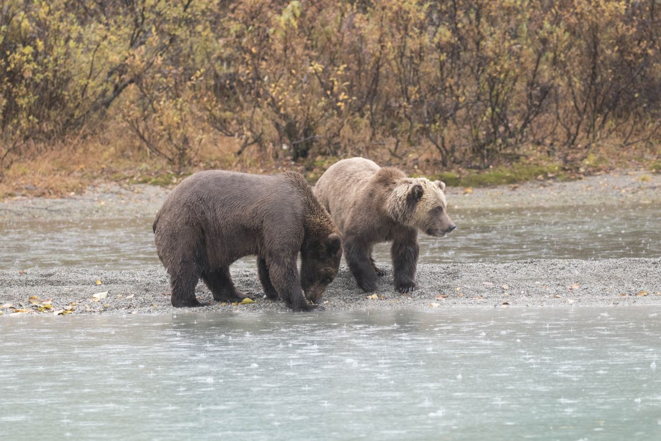 Grizzlyfamilie